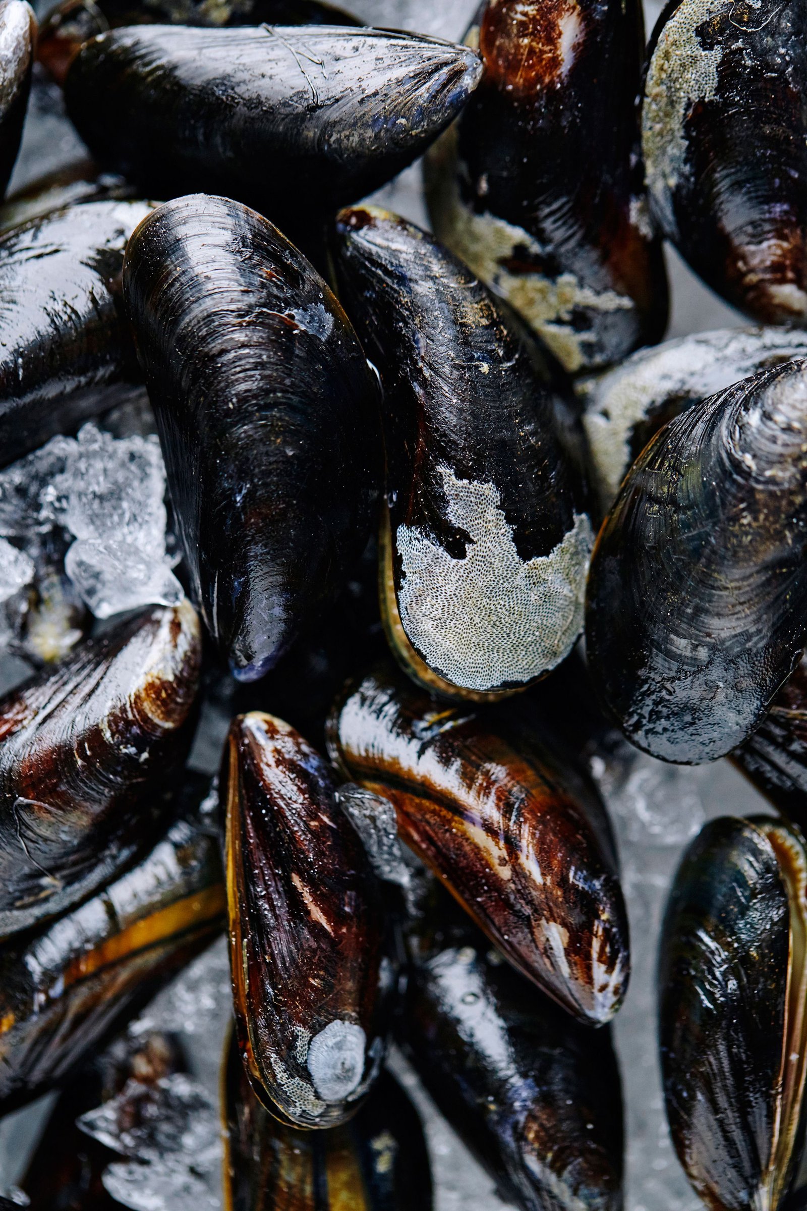 Atlantic live seafood supplier